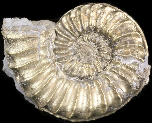 Pyritized Pleuroceras Ammonite - Germany #42721